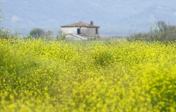 Framed Print : Lesbos. Veld met bloemen op Lesbos Griekenland, Field with flowers Lesbos Greece