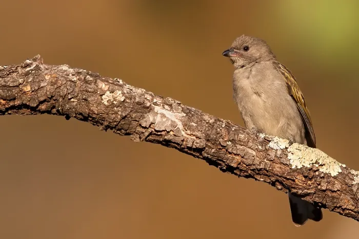 Framed Print : Lesser Honeyguide, Indicator minor
