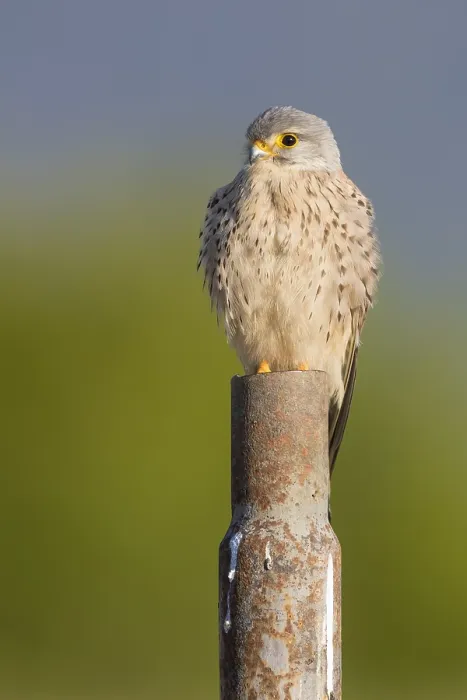 Framed Print : Lesser Kestrel