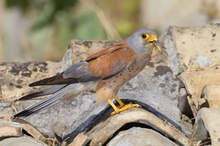Framed Print : Lesser Kestrel