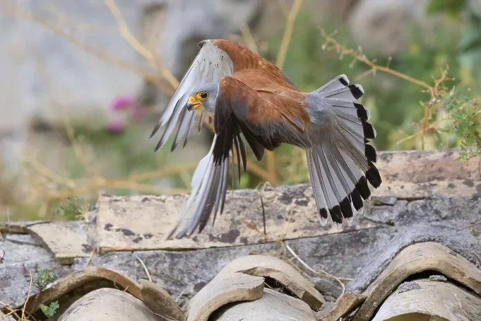 Framed Print : Lesser Kestrel