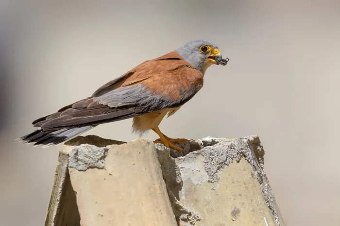 Framed Print : Lesser Kestrel