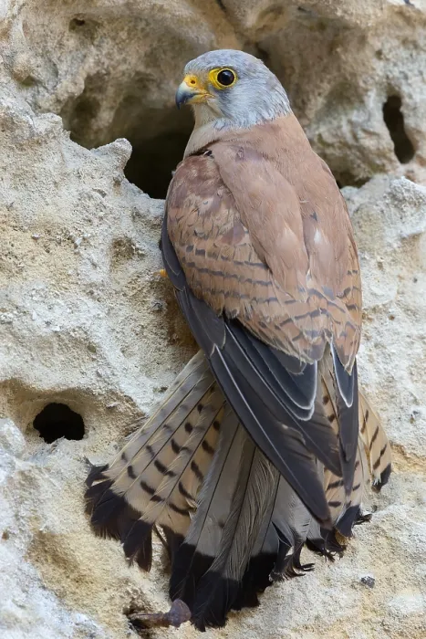 Framed Print : Lesser Kestrel