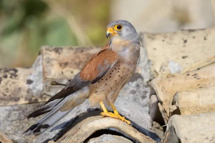 Framed Print : Lesser Kestrel