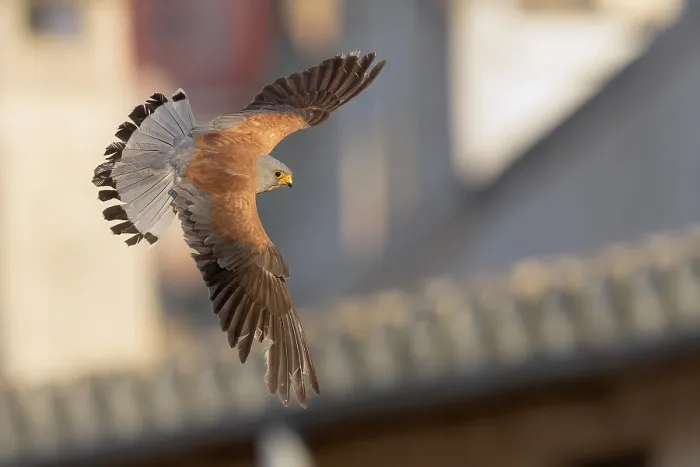 Framed Print : Lesser Kestrel