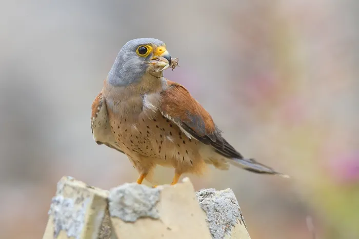 Framed Print : Lesser Kestrel