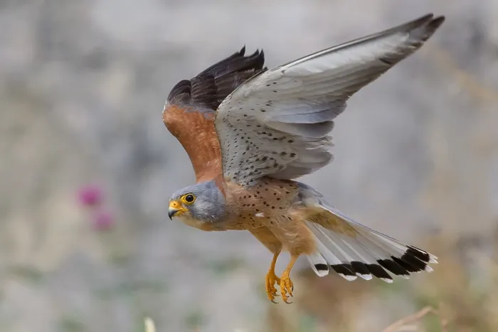 Framed Print : Lesser Kestrel