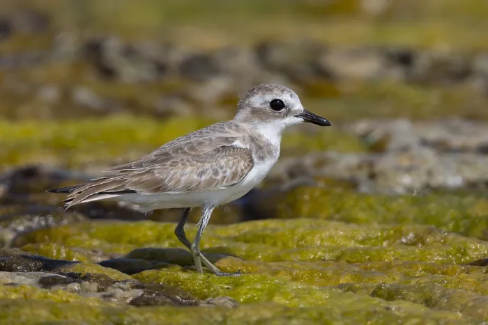 Framed Print : Lesser Sand Plover Framed Print : Lesser Sand Plover