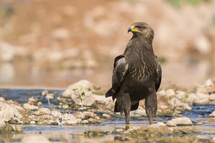 Framed Print : Lesser Spotted Eagle