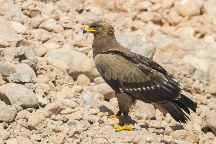 Framed Print : Lesser Spotted Eagle