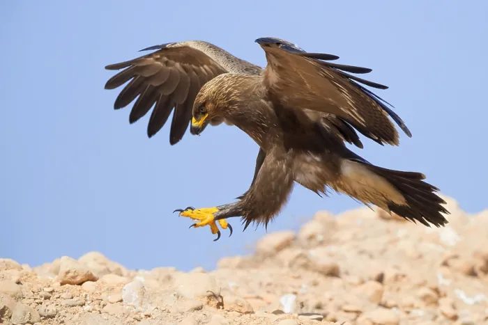 Framed Print : Lesser Spotted Eagle