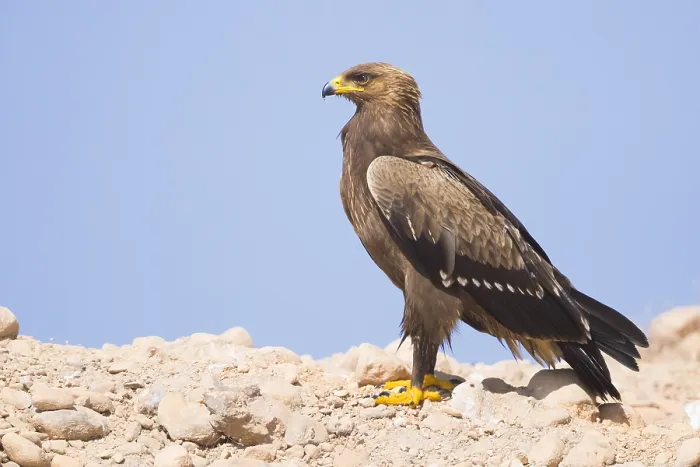 Framed Print : Lesser Spotted Eagle