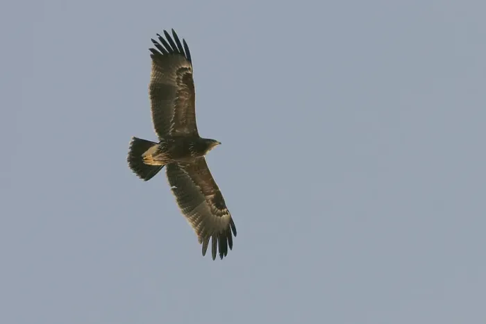 Framed Print : Lesser Spotted Eagle, Schreeuwarend, Aquila pomarina