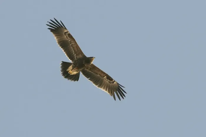 Framed Print : Lesser Spotted Eagle, Schreeuwarend, Aquila pomarina