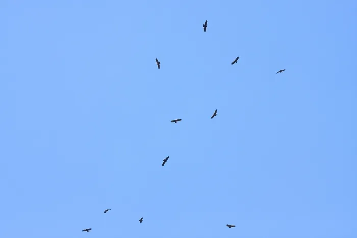 Framed Print : Lesser Spotted Eagle, Schreeuwarend, Aquila pomarina