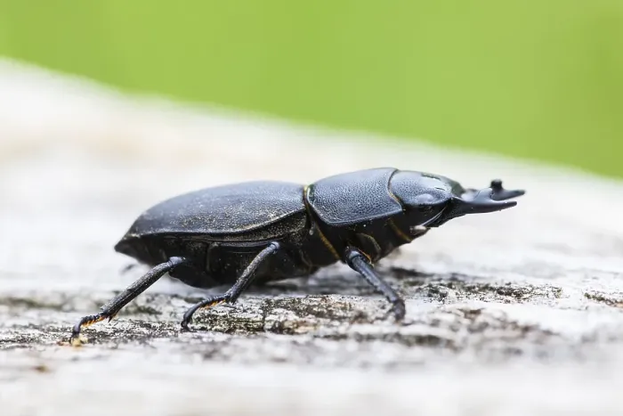 Framed Print : Lesser stag beetle, Dorcus parallelipipedus