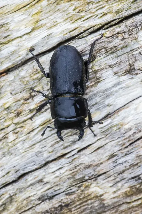 Framed Print : Lesser stag beetle, Dorcus parallelipipedus