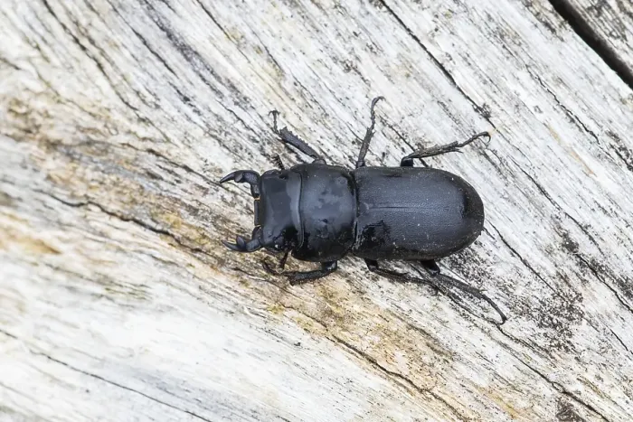 Framed Print : Lesser stag beetle, Dorcus parallelipipedus