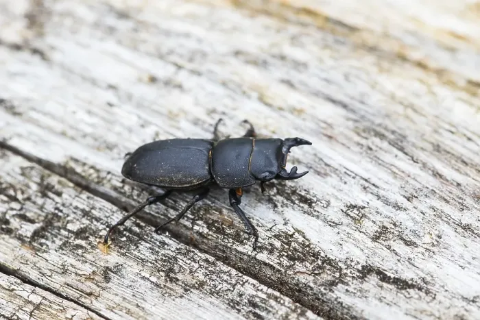 Framed Print : Lesser stag beetle, Dorcus parallelipipedus Framed Print : Lesser stag beetle, Dorcus parallelipipedus