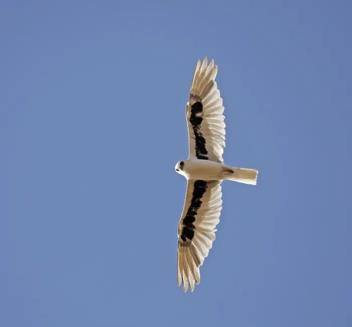Framed Print : Letter-winged Kite, Elanus scriptus