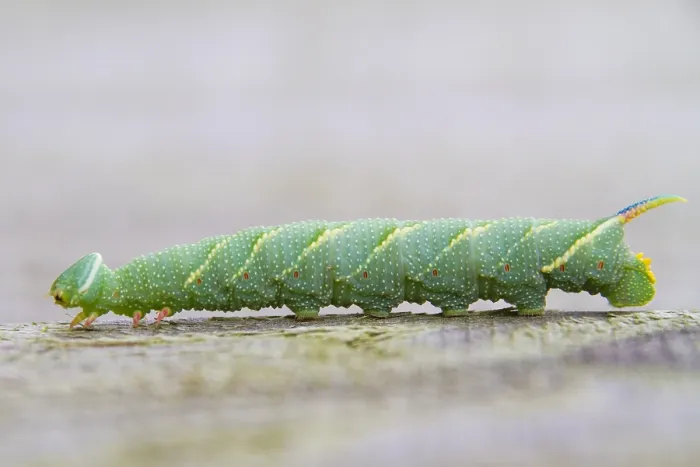 Framed Print : Lime Hawk-Moth caterpillar