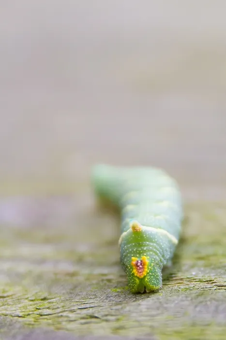 Framed Print : Lime Hawk-Moth caterpillar