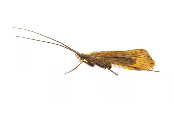 Framed Print : Limnephilus nigriceps