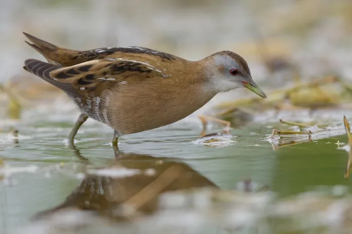 Framed Print : Little Crake