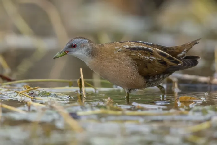 Framed Print : Little Crake