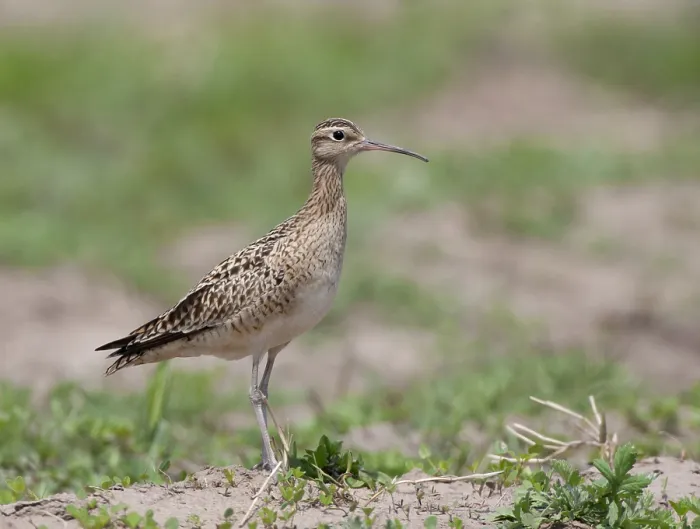 Framed Print : Little curlew (Numenius minutus)