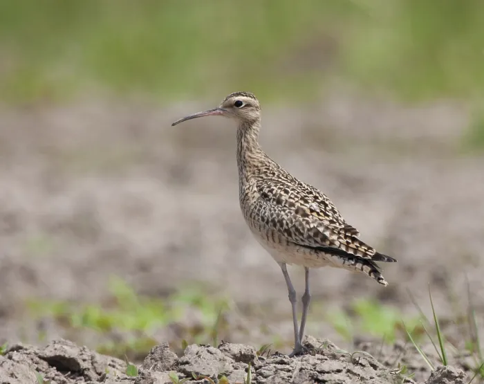Framed Print : Little curlew (Numenius minutus)