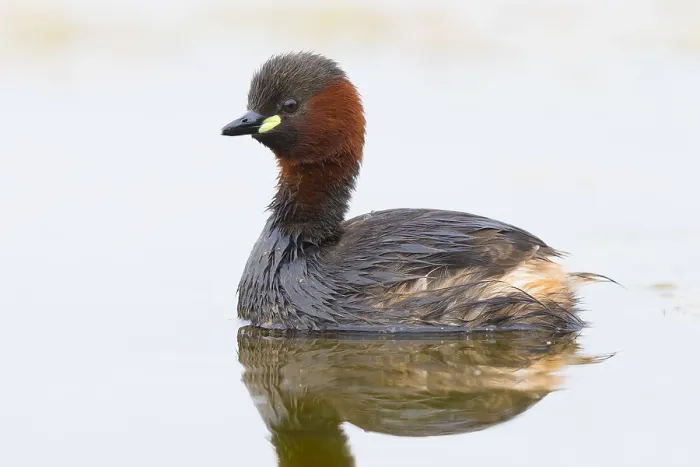 Framed Print : Little Grebe