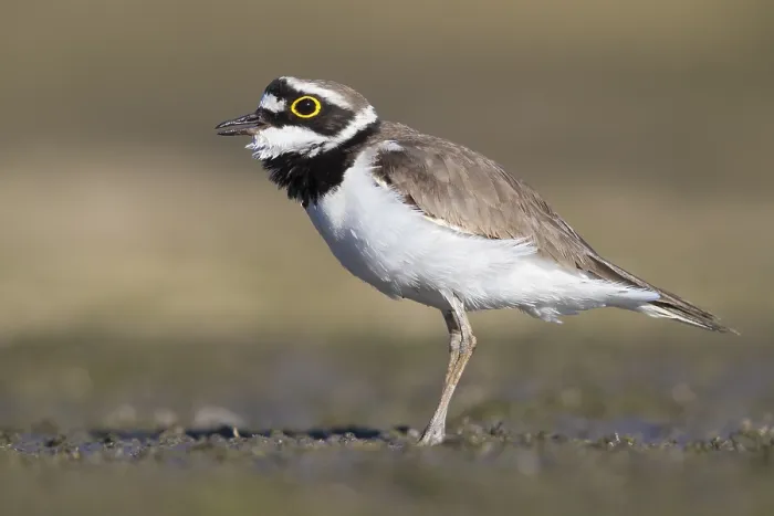 Framed Print : Little Ringed Plover