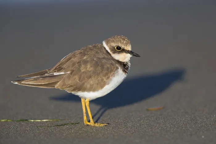 Framed Print : Little Ringed Plover