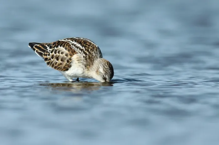 Framed Print : Little Stint, Calidris minuta Framed Print : Little Stint, Calidris minuta