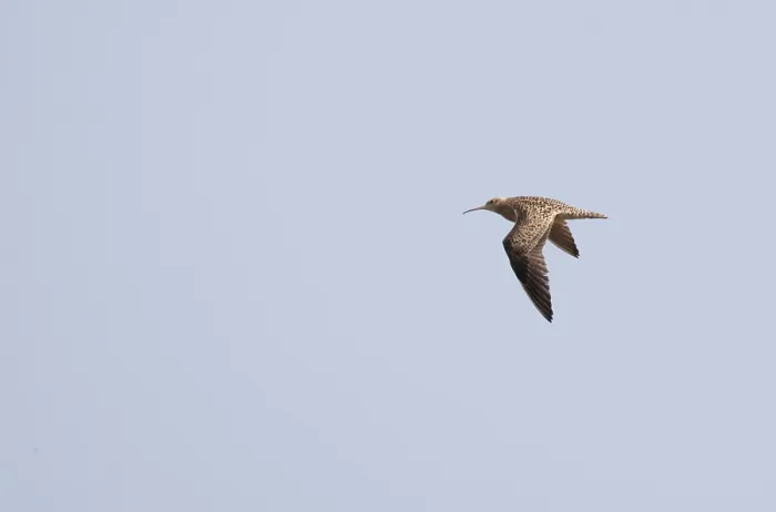 Framed Print : Little Whimbrel (Numenius minutus)