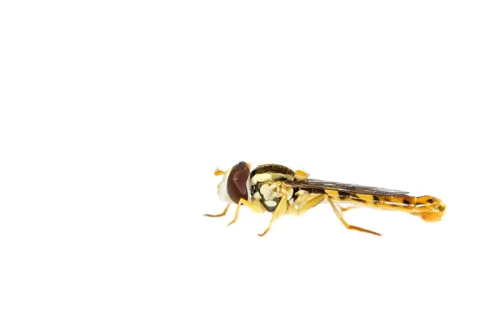 Framed Print : Long hoverfly, Sphaerophoria scripta