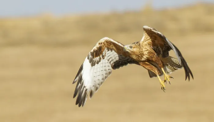 Framed Print : Long-legged Buzzard, Buteo rufinus Framed Print : Long-legged Buzzard, Buteo rufinus