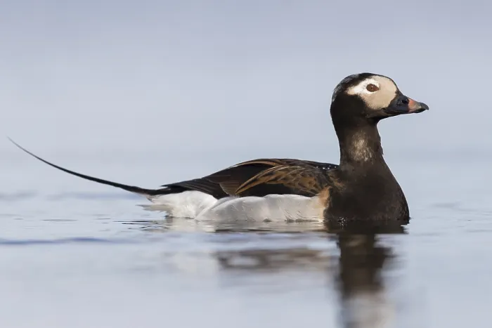 Framed Print : Long-tailed Duck