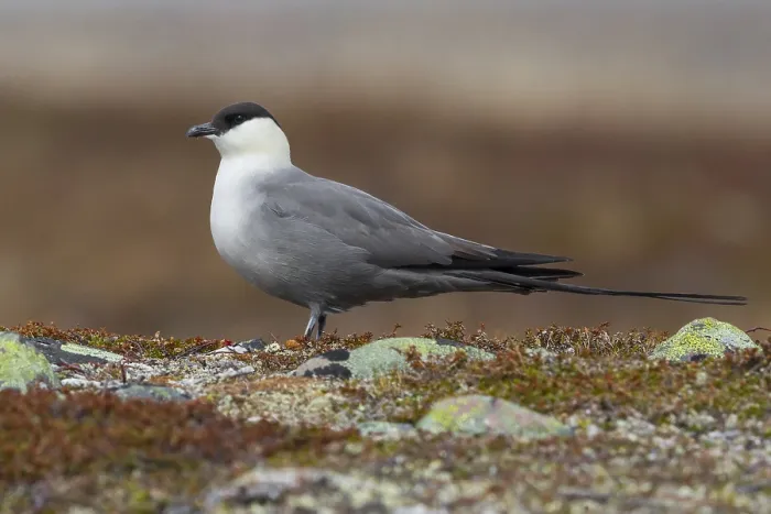 Framed Print : Long-tailed Jaeger