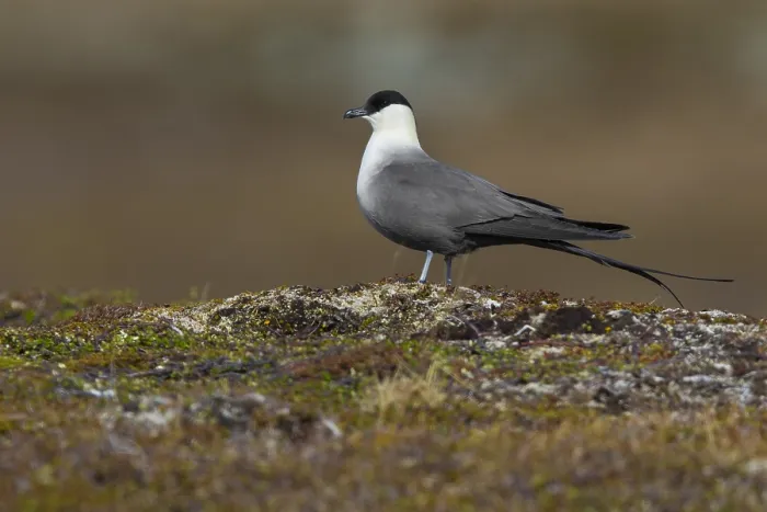 Framed Print : Long-tailed Jaeger Framed Print : Long-tailed Jaeger
