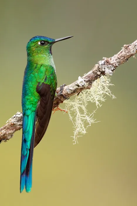 Framed Print : Long-tailed Sylph