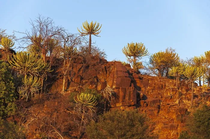 Framed Print : Low angle view of cliffs lined with strange trees
