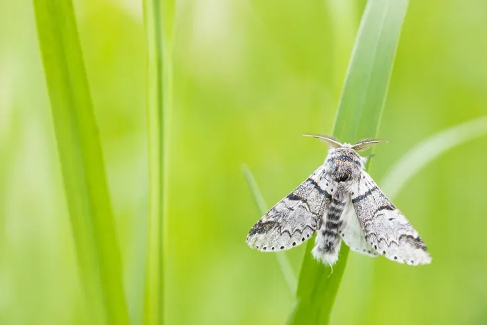 Framed Print : Macro image of a butterfly