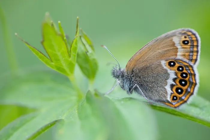 Framed Print : Macro image of a butterfly