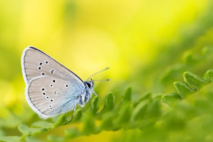 Framed Print : Macro image of a butterfly