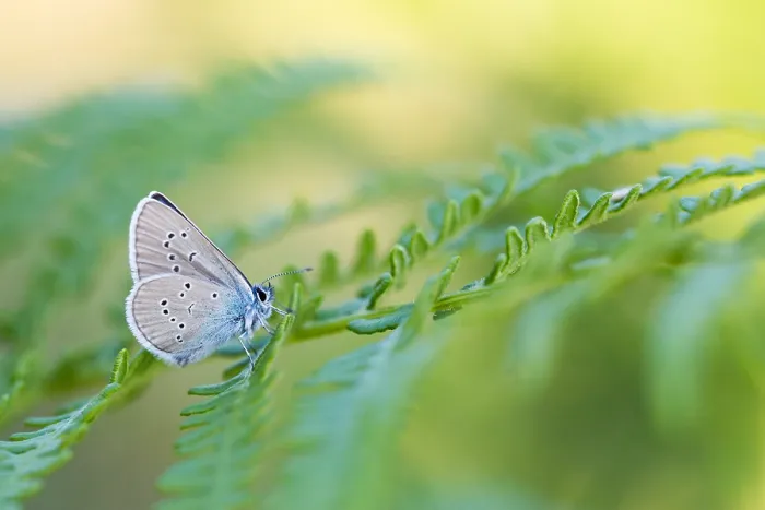Framed Print : Macro image of a butterfly