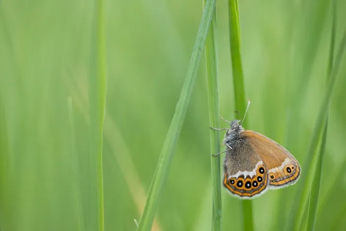Framed Print : Macro image of a butterfly Framed Print : Macro image of a butterfly