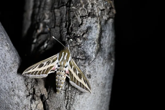 Framed Print : Macro image of a butterfly Framed Print : Macro image of a butterfly