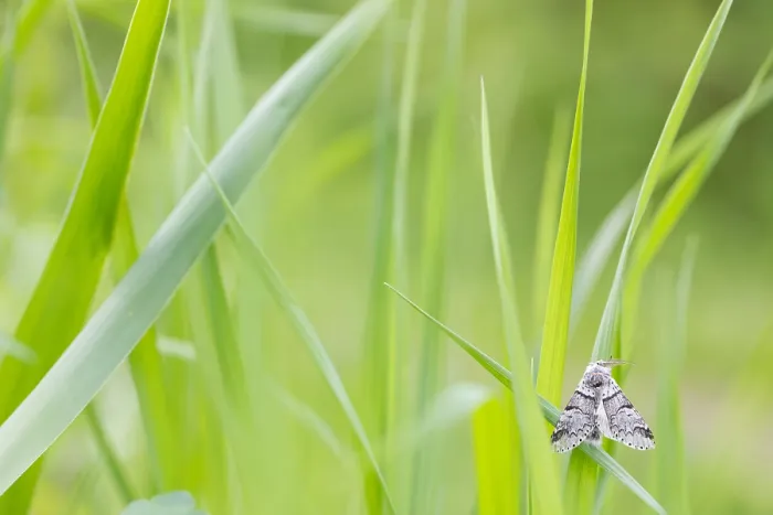 Framed Print : Macro image of a butterfly